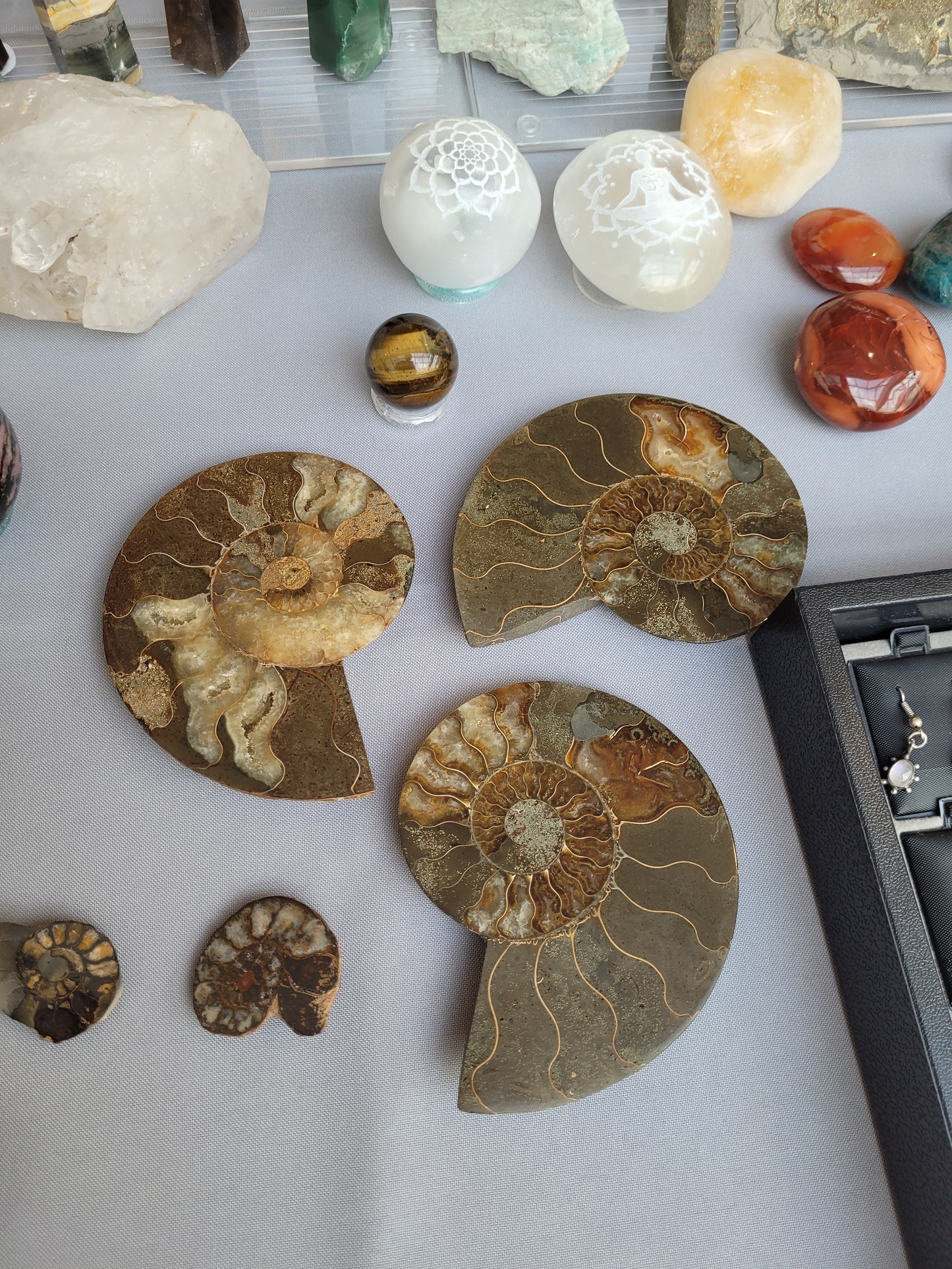 Collection of various fossils on a light gray surface